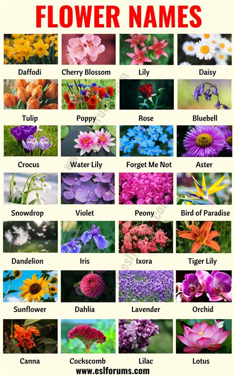 obscure flower names|List Of Rare Flower Names: 25 Flowers You May .